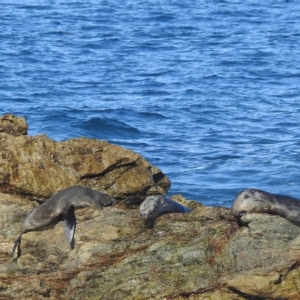 Arctocephalus pusillus doriferus at Bermagui, NSW - 25 Apr 2023