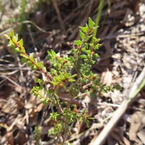Acacia gunnii at Stromlo, ACT - 25 Apr 2023