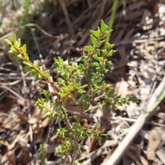 Acacia gunnii (Ploughshare Wattle) at Stromlo, ACT - 25 Apr 2023 by MatthewFrawley