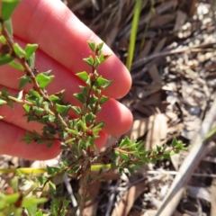 Acacia gunnii at Stromlo, ACT - 25 Apr 2023