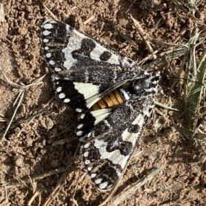 Apina callisto at Coombs, ACT - 28 Apr 2023