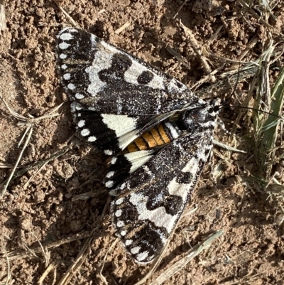 Apina callisto (Pasture Day Moth) at Molonglo River Reserve - 28 Apr 2023 by Steve_Bok