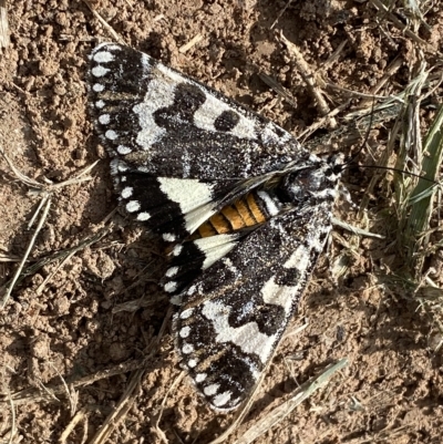 Apina callisto (Pasture Day Moth) at Coombs, ACT - 28 Apr 2023 by SteveBorkowskis