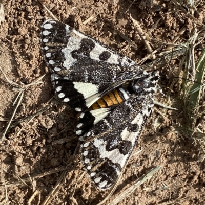 Apina callisto (Pasture Day Moth) at Coombs, ACT - 28 Apr 2023 by SteveBorkowskis