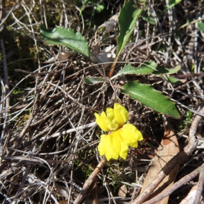 Goodenia hederacea subsp. hederacea (Ivy Goodenia, Forest Goodenia) at Block 402 - 25 Apr 2023 by MatthewFrawley