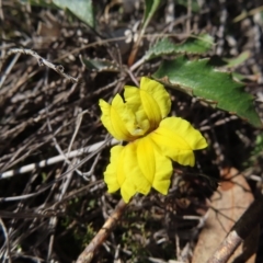 Goodenia hederacea subsp. hederacea at Stromlo, ACT - 25 Apr 2023