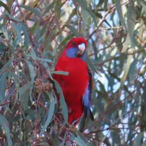 Platycercus elegans at Stromlo, ACT - 25 Apr 2023