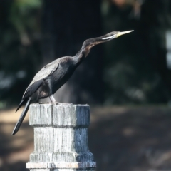 Anhinga novaehollandiae (Australasian Darter) at Molonglo Valley, ACT - 28 Apr 2023 by jb2602