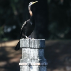 Anhinga novaehollandiae at Molonglo Valley, ACT - 28 Apr 2023