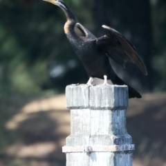 Anhinga novaehollandiae at Molonglo Valley, ACT - 28 Apr 2023