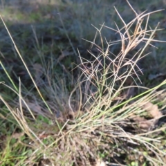 Aristida ramosa (Purple Wire Grass) at Block 402 - 25 Apr 2023 by MatthewFrawley