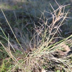 Aristida ramosa (Purple Wire Grass) at Stromlo, ACT - 25 Apr 2023 by MatthewFrawley