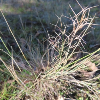 Aristida ramosa (Purple Wire Grass) at Block 402 - 25 Apr 2023 by MatthewFrawley