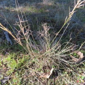 Aristida ramosa at Stromlo, ACT - 25 Apr 2023