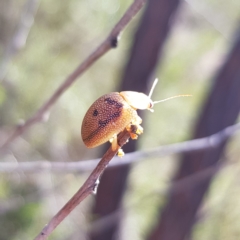 Paropsis atomaria (Eucalyptus leaf beetle) at Piney Ridge - 25 Apr 2023 by MatthewFrawley