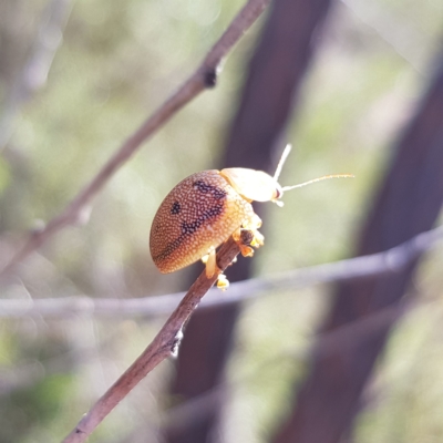 Paropsis atomaria (Eucalyptus leaf beetle) at Piney Ridge - 25 Apr 2023 by MatthewFrawley