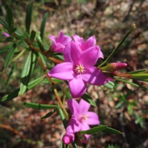 Crowea exalata at Ingleside, NSW - suppressed