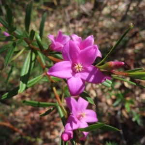 Crowea exalata at Ingleside, NSW - 27 Apr 2023