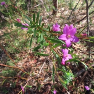 Crowea exalata at Ingleside, NSW - 27 Apr 2023