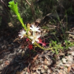 Calytrix tetragona (Common Fringe-myrtle) at Ku-Ring-Gai Chase, NSW - 27 Apr 2023 by MatthewFrawley