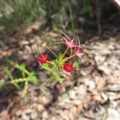 Calytrix tetragona at Ku-Ring-Gai Chase, NSW - 27 Apr 2023 10:43 AM