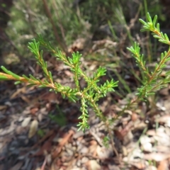 Calytrix tetragona at Ku-Ring-Gai Chase, NSW - 27 Apr 2023 10:43 AM