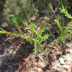 Calytrix tetragona at Ku-Ring-Gai Chase, NSW - 27 Apr 2023