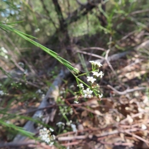 Platysace linearifolia at Ku-Ring-Gai Chase, NSW - 27 Apr 2023 10:44 AM