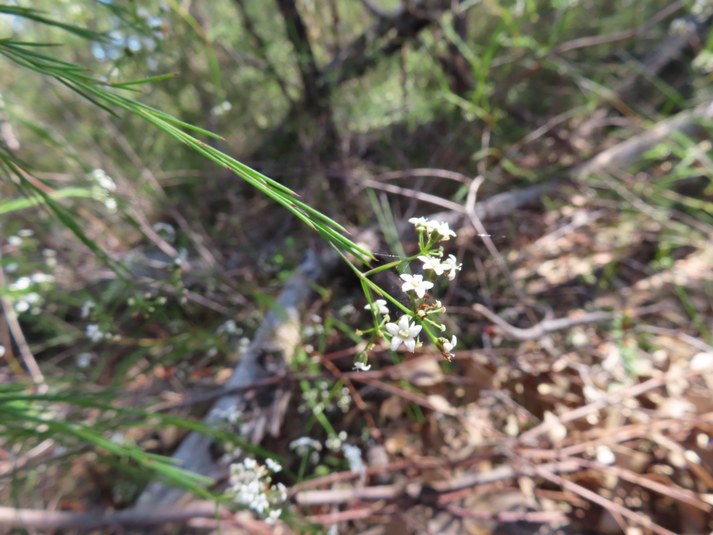 Platysace linearifolia at Ku-Ring-Gai Chase, NSW - 27 Apr 2023