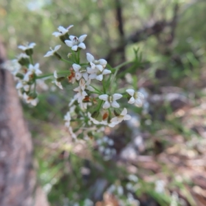 Platysace linearifolia at Ku-Ring-Gai Chase, NSW - 27 Apr 2023 10:44 AM