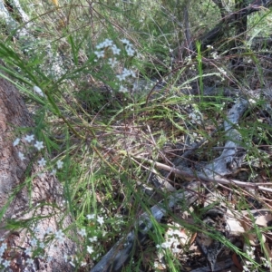 Platysace linearifolia at Ku-Ring-Gai Chase, NSW - 27 Apr 2023 10:44 AM