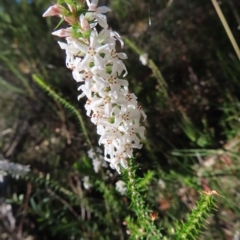 Epacris pulchella (Wallum Heath) at Ku-Ring-Gai Chase, NSW - 27 Apr 2023 by MatthewFrawley