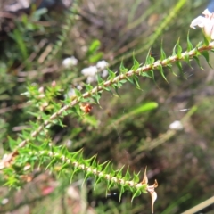 Epacris pulchella at Ku-Ring-Gai Chase, NSW - 27 Apr 2023