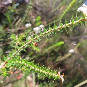 Epacris pulchella at Ku-Ring-Gai Chase, NSW - 27 Apr 2023 10:45 AM