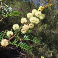 Acacia terminalis (Sunshine Wattle) at Ku-ring-gai Chase National Park - 27 Apr 2023 by MatthewFrawley