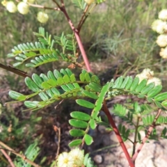 Acacia terminalis at Ku-Ring-Gai Chase, NSW - 27 Apr 2023 10:46 AM