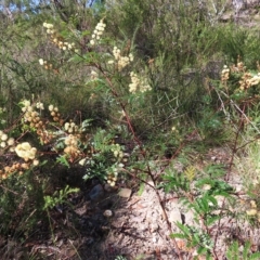 Acacia terminalis at Ku-Ring-Gai Chase, NSW - 27 Apr 2023