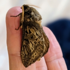 Oxycanus antipoda (Late Oxycanus) at Lions Youth Haven - Westwood Farm A.C.T. - 28 Apr 2023 by HelenCross