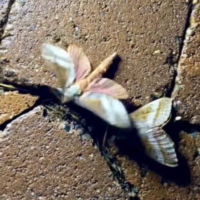 Oxycanus (genus) (Unidentified Oxycanus moths) at QPRC LGA - 28 Apr 2023 by JessBelle