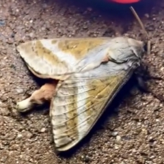 Oxycanus (genus) at Burra, NSW - 28 Apr 2023