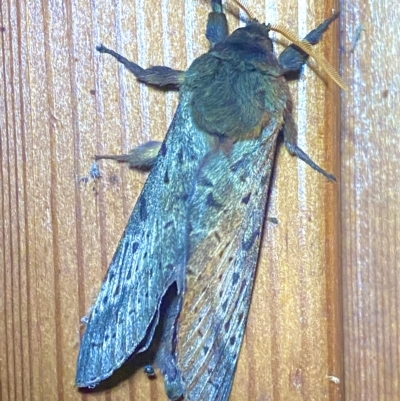 Oxycanus australis (Southern Oxycanus) at Burra, NSW - 28 Apr 2023 by JessBelle