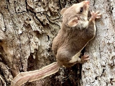 Acrobates pygmaeus (Feathertail Glider) at Burra, NSW - 22 Apr 2023 by JessBelle