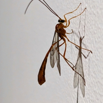 Ichneumonidae (family) (Unidentified ichneumon wasp) at Lions Youth Haven - Westwood Farm A.C.T. - 28 Apr 2023 by HelenCross