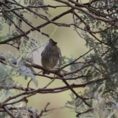 Acanthiza pusilla (Brown Thornbill) at Paddys River, ACT - 28 Apr 2023 by RodDeb