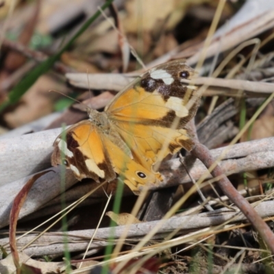 Heteronympha merope (Common Brown Butterfly) at Tidbinbilla Nature Reserve - 28 Apr 2023 by RodDeb