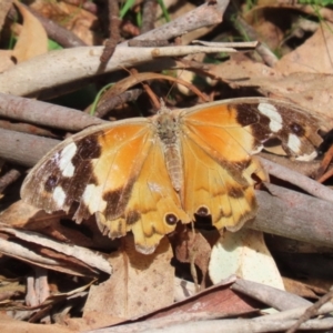 Heteronympha merope at Paddys River, ACT - 28 Apr 2023