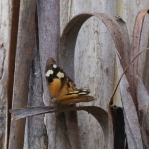 Heteronympha merope at Paddys River, ACT - 28 Apr 2023