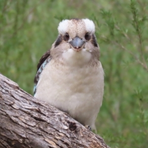 Dacelo novaeguineae at Paddys River, ACT - 28 Apr 2023