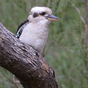 Dacelo novaeguineae at Paddys River, ACT - 28 Apr 2023