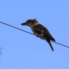 Dacelo novaeguineae at Paddys River, ACT - 28 Apr 2023